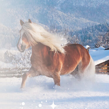 Bichlbäck beim Haflinger Advent im Fohlenhof Ebbs